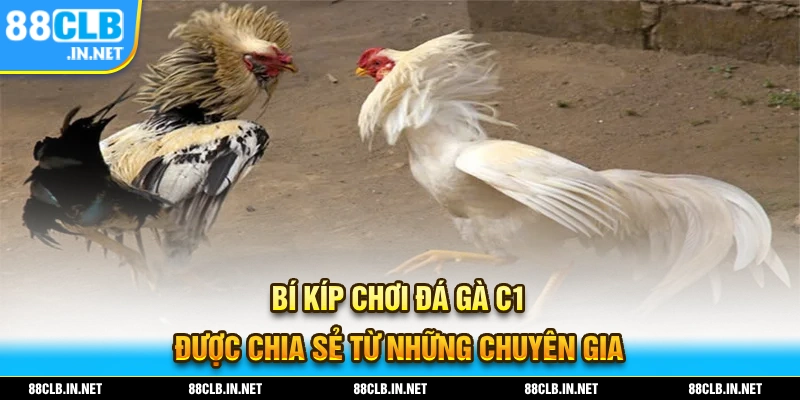 Bí kíp chơi đá gà C1 được chia sẻ từ những chuyên gia
