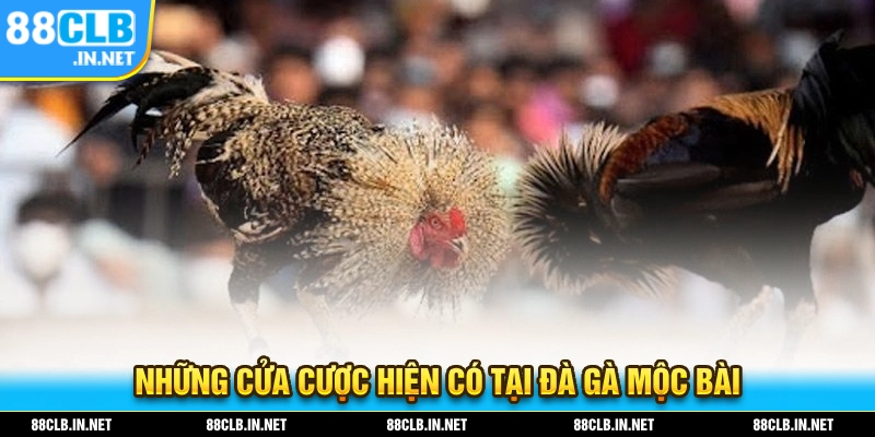 Những cửa cược hiện đã có tại sân chơi đá gà mộc bài