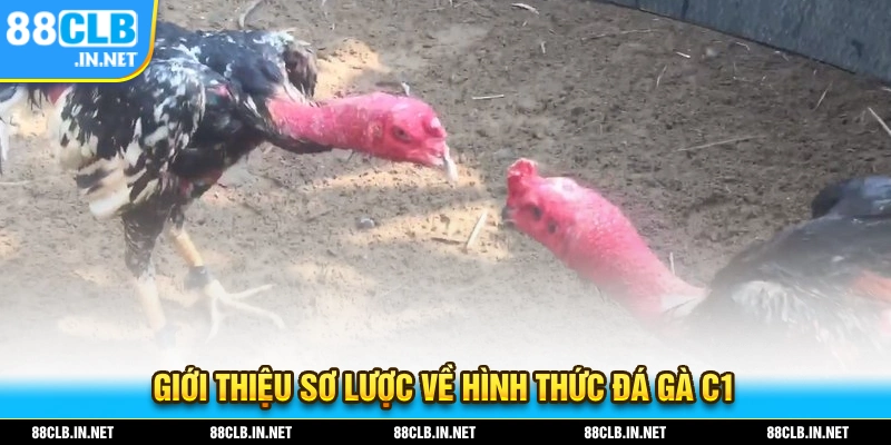 Giới thiệu sơ lược về hình thức giải trí đá gà C1