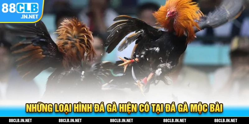 Những loại hình đá gà hiện có tại hình thức đá gà mộc bài