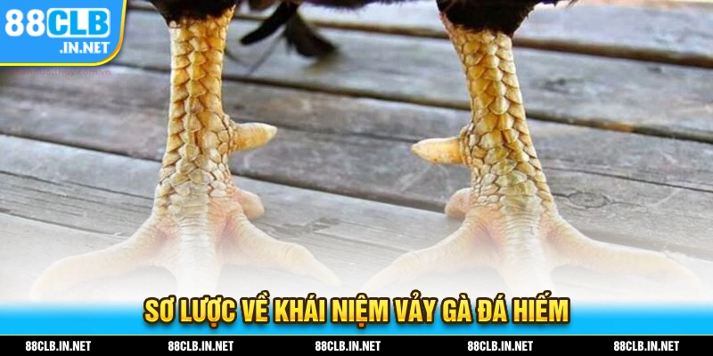 Sơ lược về khái niệm về những loại vảy gà đá hiếm