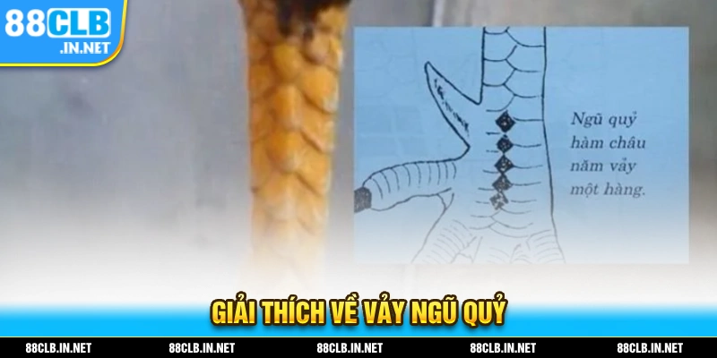 Đặc điểm của loại vảy ngũ quỷ là gì?